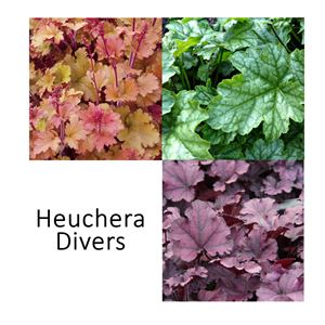 Bild von VP Heuchera P19 Paris Grun